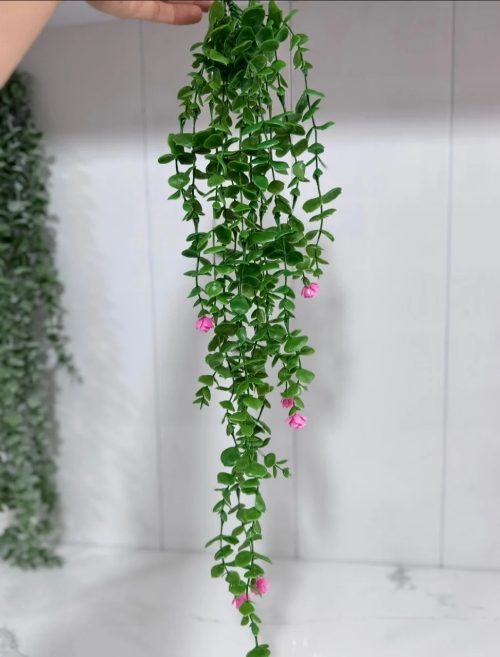 شمشاد گلدار